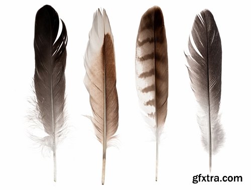 Collection feather feathers wing background is 25 HQ Jpeg