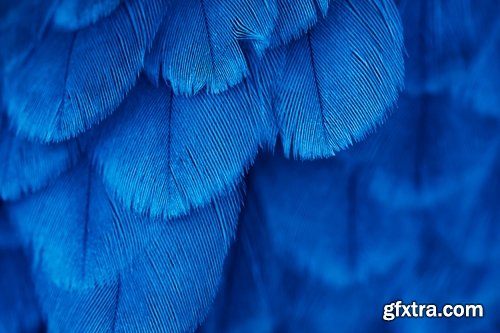 Collection feather feathers wing background is 25 HQ Jpeg