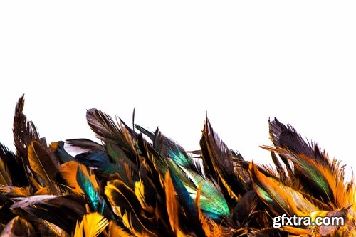 Collection feather feathers wing background is 25 HQ Jpeg