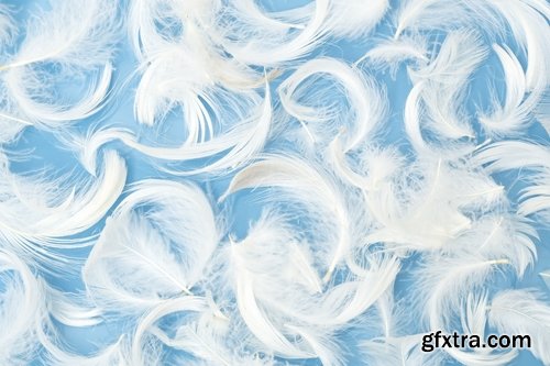 Collection feather feathers wing background is 25 HQ Jpeg