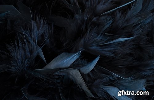 Collection feather feathers wing background is 25 HQ Jpeg