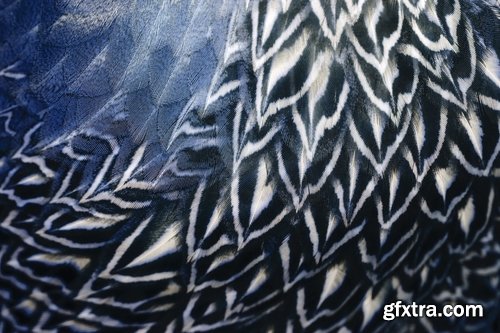 Collection feather feathers wing background is 25 HQ Jpeg