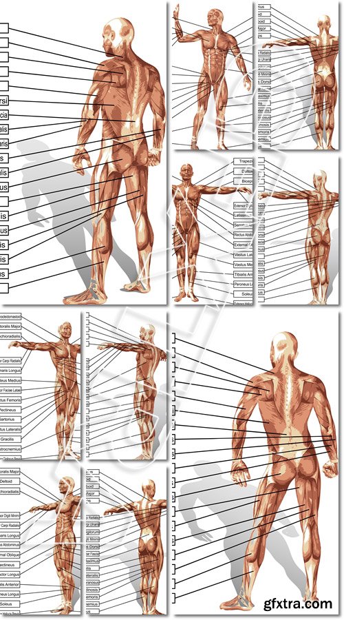 Vector 3D man muscle anatomy with text isolated - Vector