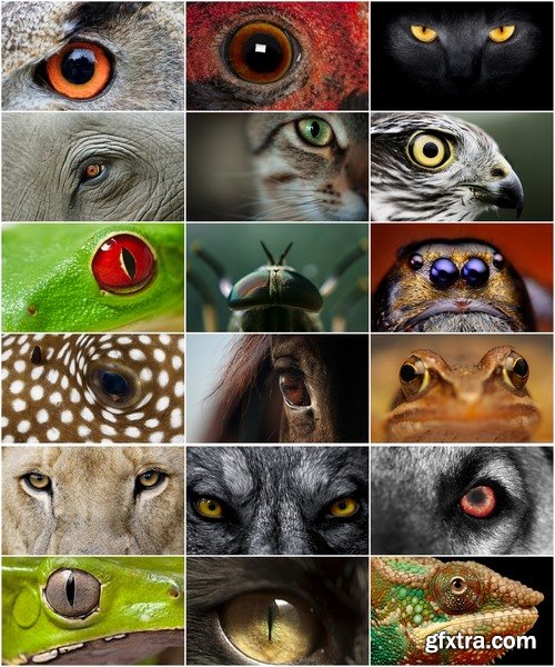 Collection of different animals eye eyes 25 HQ Jpeg