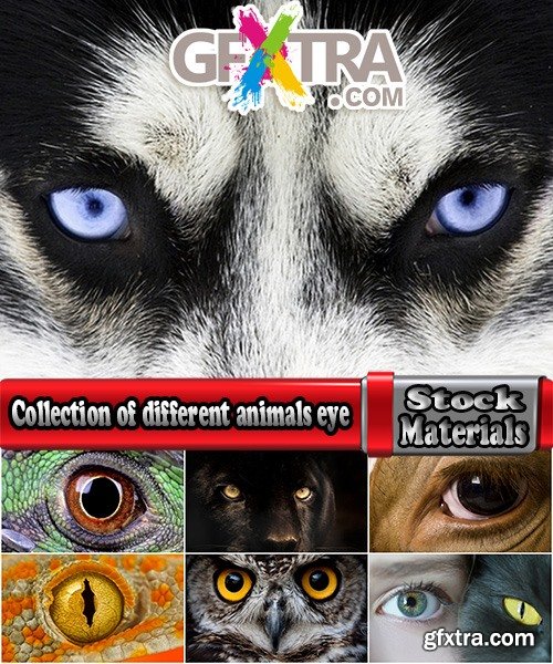 Collection of different animals eye eyes 25 HQ Jpeg