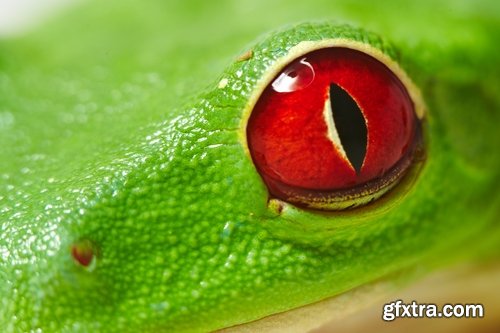 Collection of different animals eye eyes 25 HQ Jpeg