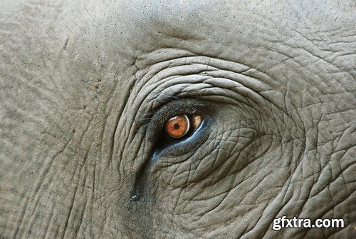 Collection of different animals eye eyes 25 HQ Jpeg