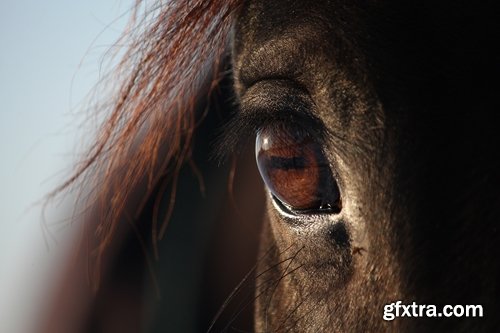 Collection of different animals eye eyes 25 HQ Jpeg