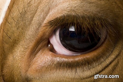 Collection of different animals eye eyes 25 HQ Jpeg