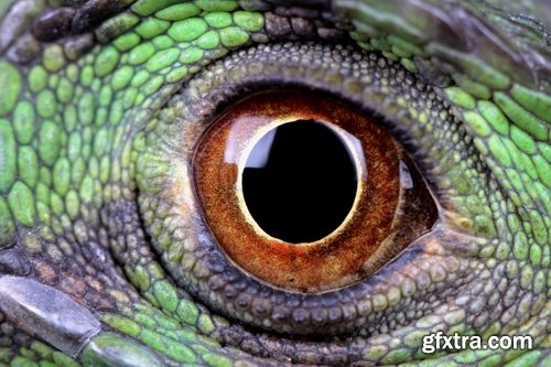 Collection of different animals eye eyes 25 HQ Jpeg