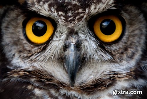 Collection of different animals eye eyes 25 HQ Jpeg