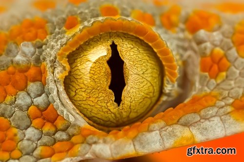 Collection of different animals eye eyes 25 HQ Jpeg