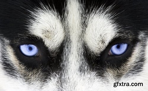 Collection of different animals eye eyes 25 HQ Jpeg