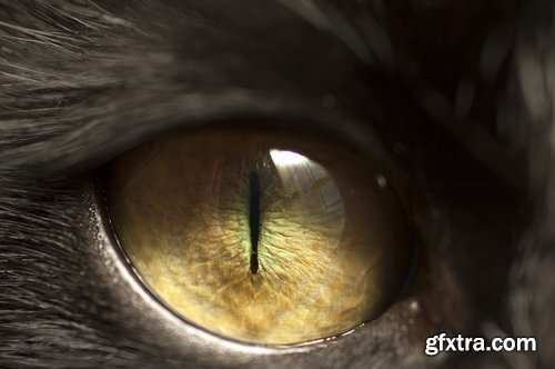 Collection of different animals eye eyes 25 HQ Jpeg