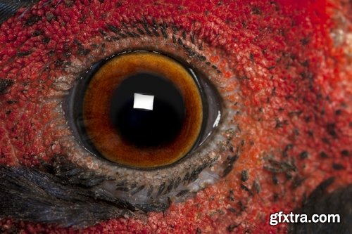 Collection of different animals eye eyes 25 HQ Jpeg