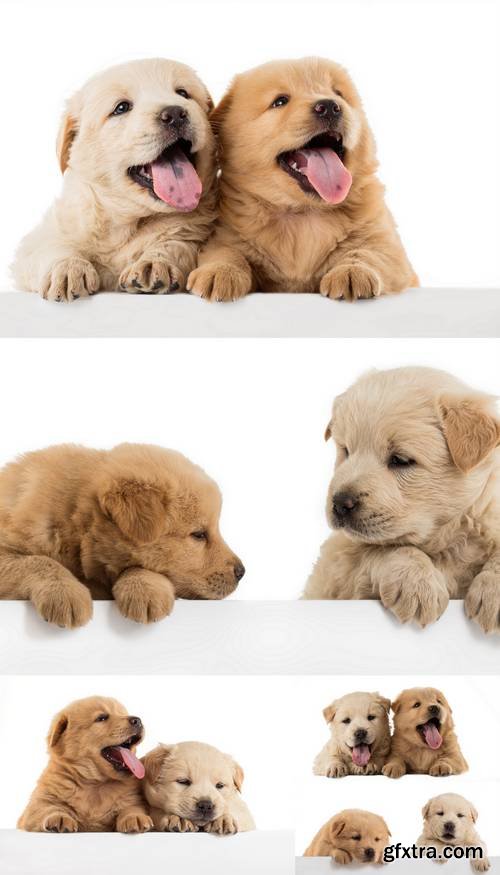 Fluffy Chow-chow Puppy, Isolated