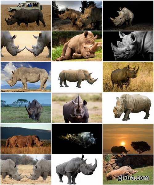 Collection of rhino horn animal armored skin 25 HQ Jpeg