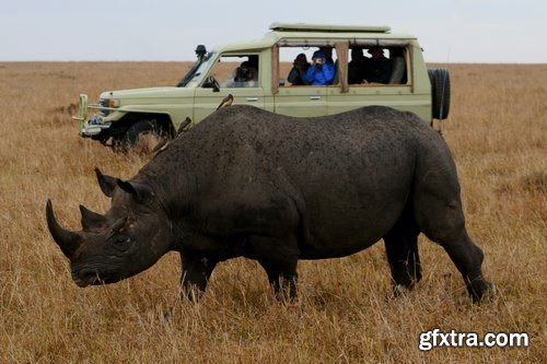 Collection of rhino horn animal armored skin 25 HQ Jpeg