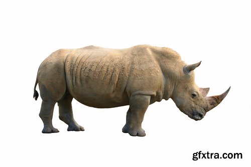 Collection of rhino horn animal armored skin 25 HQ Jpeg