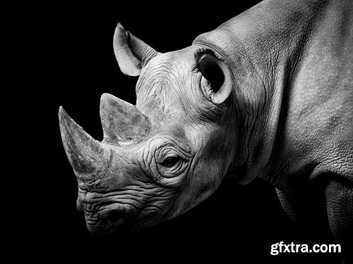 Collection of rhino horn animal armored skin 25 HQ Jpeg