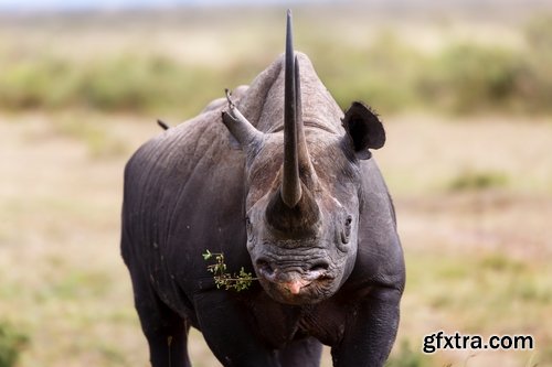 Collection of rhino horn animal armored skin 25 HQ Jpeg