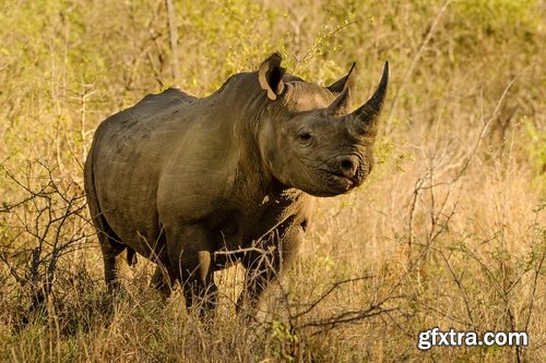 Collection of rhino horn animal armored skin 25 HQ Jpeg