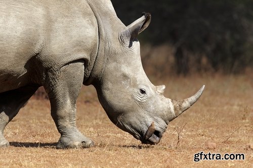 Collection of rhino horn animal armored skin 25 HQ Jpeg