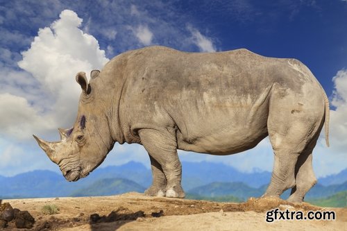 Collection of rhino horn animal armored skin 25 HQ Jpeg