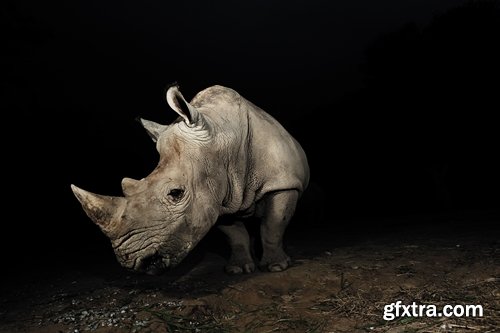 Collection of rhino horn animal armored skin 25 HQ Jpeg