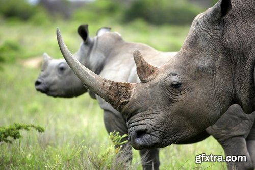 Collection of rhino horn animal armored skin 25 HQ Jpeg