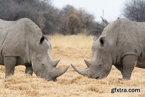 Collection of rhino horn animal armored skin 25 HQ Jpeg