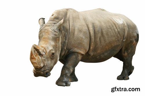 Collection of rhino horn animal armored skin 25 HQ Jpeg