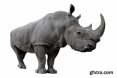 Collection of rhino horn animal armored skin 25 HQ Jpeg