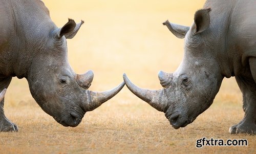 Collection of rhino horn animal armored skin 25 HQ Jpeg