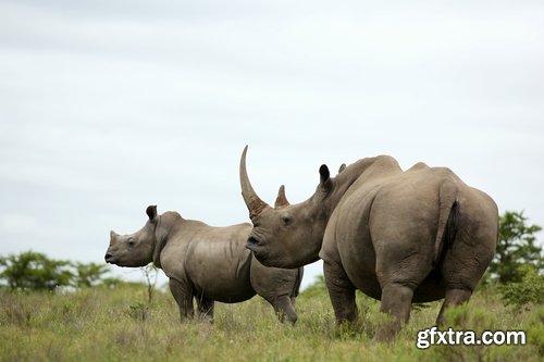 Collection of rhino horn animal armored skin 25 HQ Jpeg