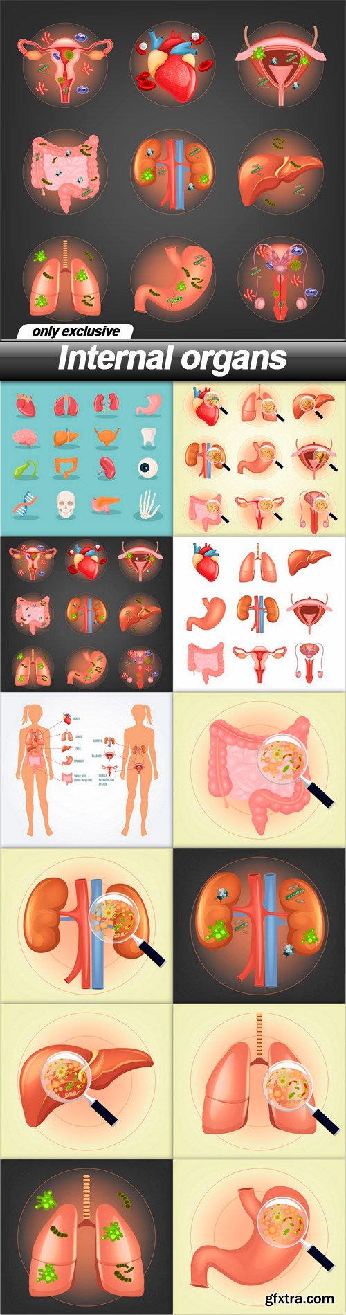 Internal organs - 12 EPS