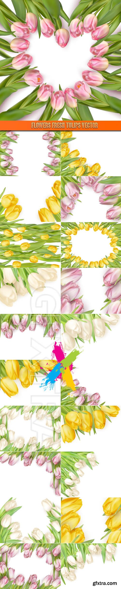 Flowers fresh tulips vector