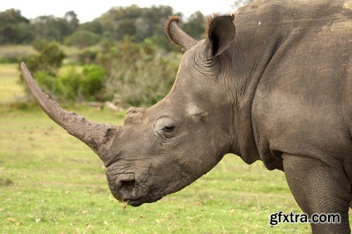 african rhino 11X JPEG