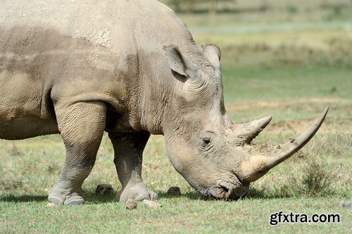 african rhino 11X JPEG