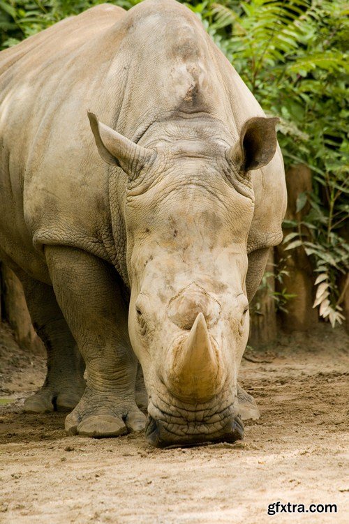 african rhino 11X JPEG