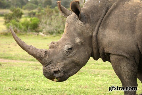 african rhino 11X JPEG