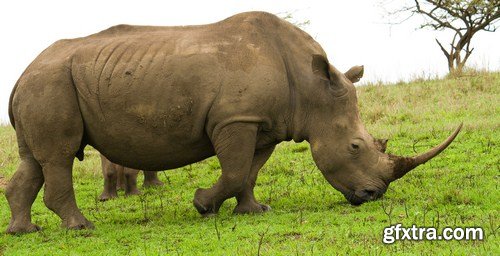 african rhino 11X JPEG