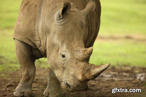 african rhino 11X JPEG