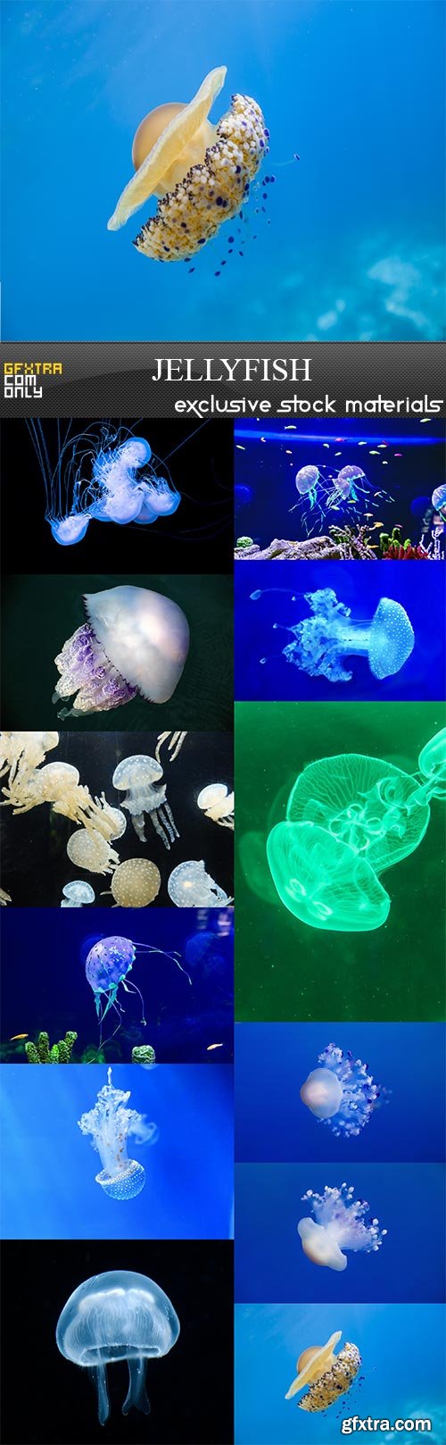 Jellyfish, 12 x UHQ JPEG