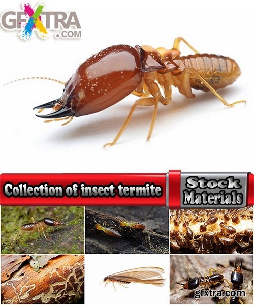 Collection of insect termite mound ant colony 25 HQ Jpeg