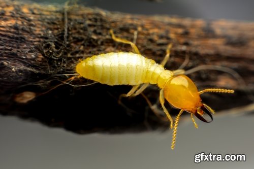 Collection of insect termite mound ant colony 25 HQ Jpeg