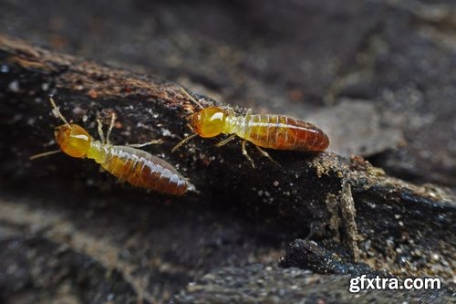 Collection of insect termite mound ant colony 25 HQ Jpeg