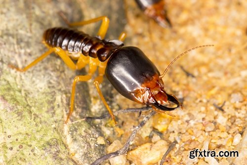 Collection of insect termite mound ant colony 25 HQ Jpeg