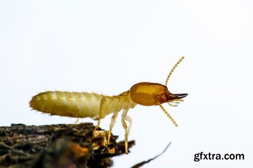 Collection of insect termite mound ant colony 25 HQ Jpeg