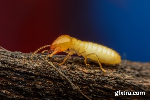 Collection of insect termite mound ant colony 25 HQ Jpeg